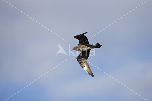 Long-tailed Jaeger (Stercorarius longicaudus)