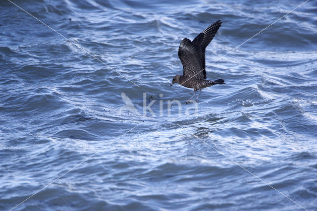 Kleinste Jager (Stercorarius longicaudus)