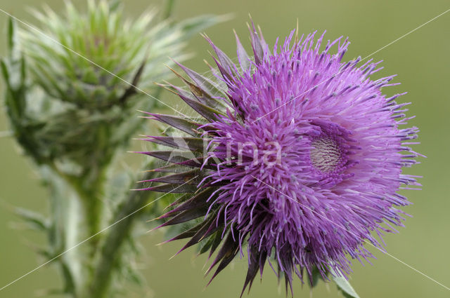 Knikkende distel (Carduus nutans)