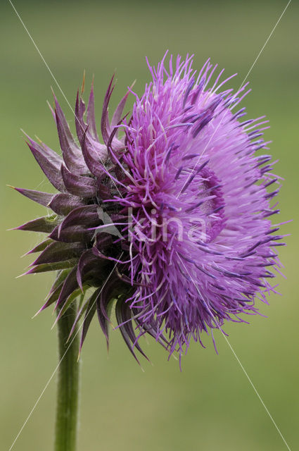 Knikkende distel (Carduus nutans)