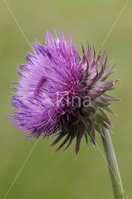 Knikkende distel (Carduus nutans)