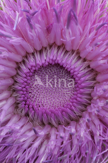 Nodding Thistle (Carduus nutans)