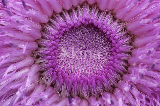 Nodding Thistle (Carduus nutans)