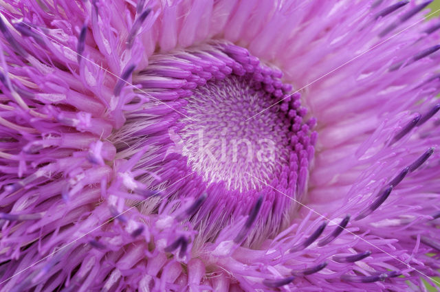 Nodding Thistle (Carduus nutans)