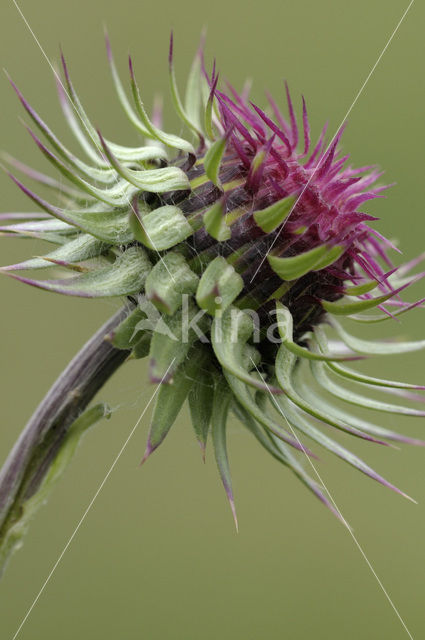 Nodding Thistle (Carduus nutans)