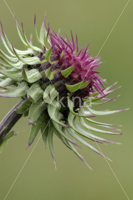 Knikkende distel (Carduus nutans)