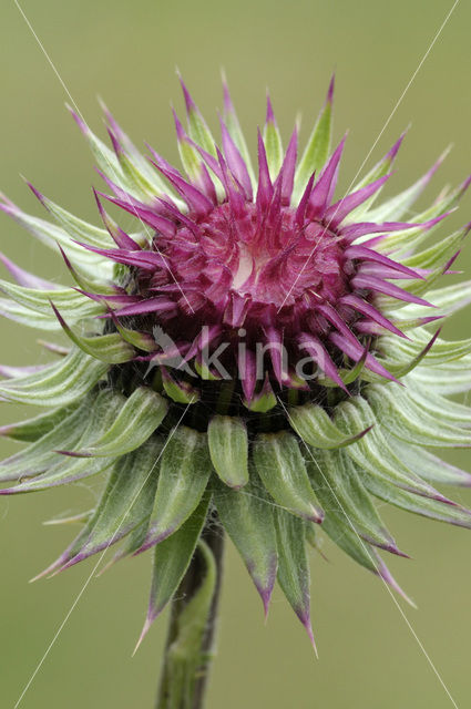 Knikkende distel (Carduus nutans)