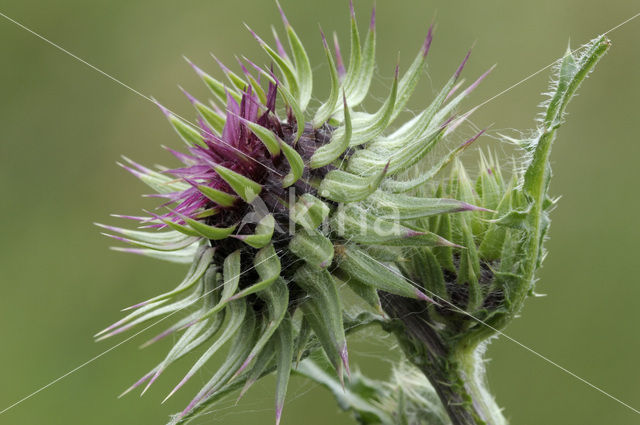 Knikkende distel (Carduus nutans)