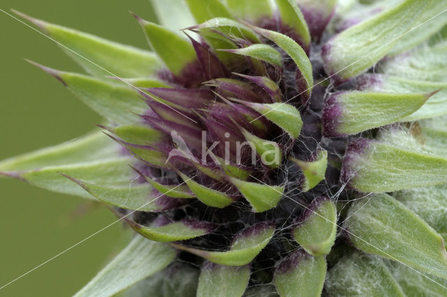 Nodding Thistle (Carduus nutans)