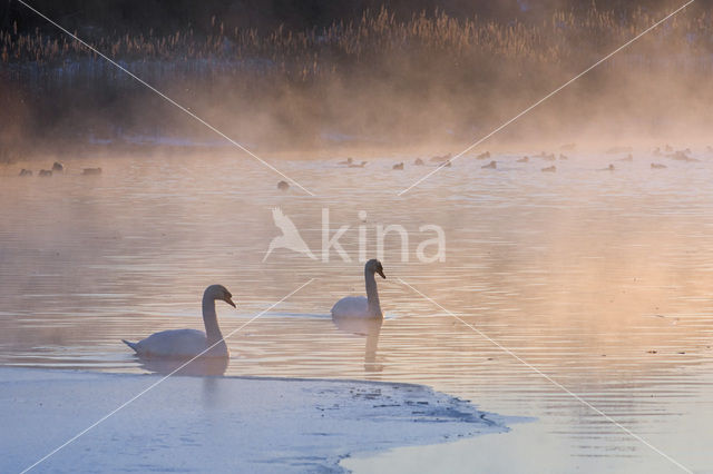 Knobbelzwaan (Cygnus olor)