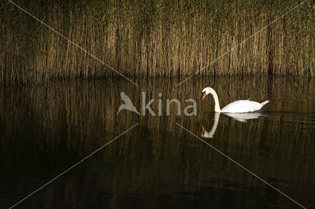 Knobbelzwaan (Cygnus olor)