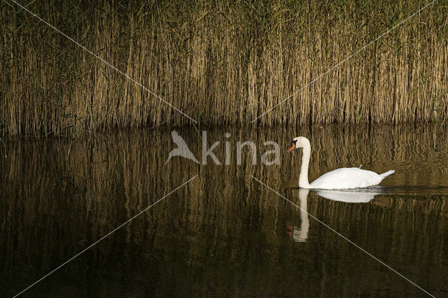 Knobbelzwaan (Cygnus olor)