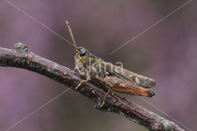 Knopsprietje (Myrmeleotettix maculatus)