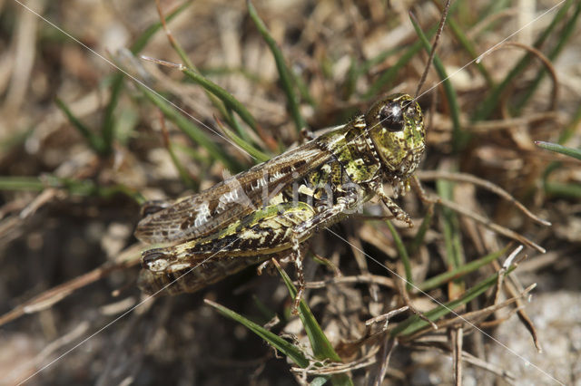 Mottled Grasshopper (Myrmeleotettix maculatus)