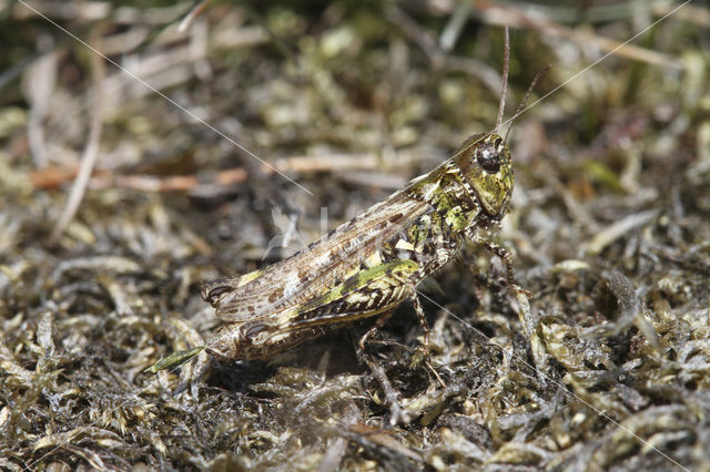 Mottled Grasshopper (Myrmeleotettix maculatus)