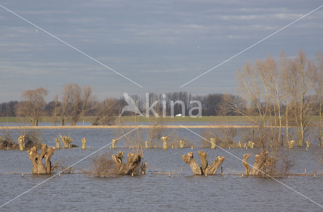 Knotwilg (Salix alba)