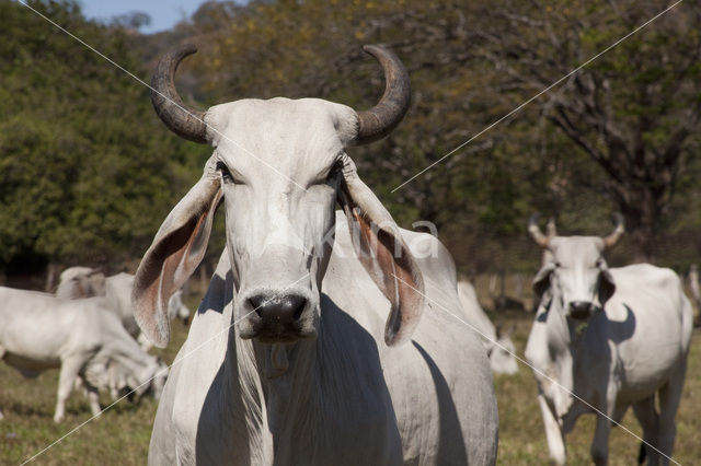 Cow (Bos domesticus)