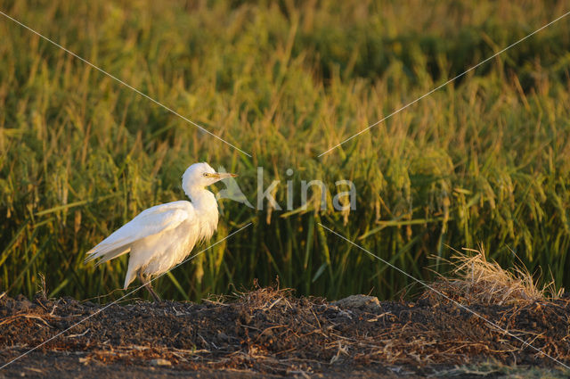 Koereiger (Bubulcus ibis)