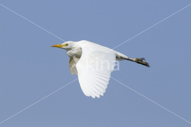 Koereiger (Bubulcus ibis)