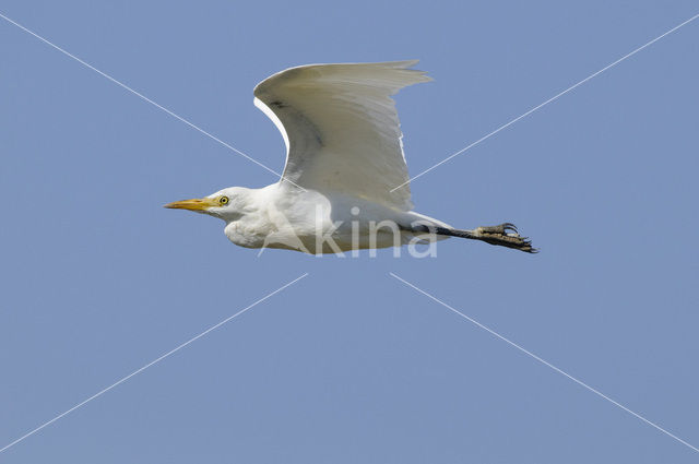 Cattle Egret (Bubulcus ibis)