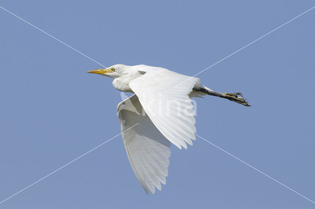 Koereiger (Bubulcus ibis)