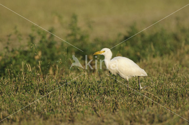 Koereiger (Bubulcus ibis)