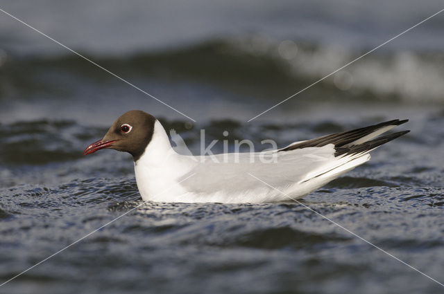 Black-headed Gull (Larus ridibundus)