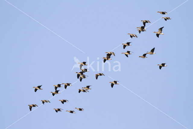 White-fronted goose (Anser albifrons)