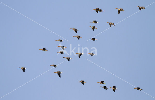 White-fronted goose (Anser albifrons)