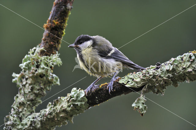 Great Tit (Parus major)