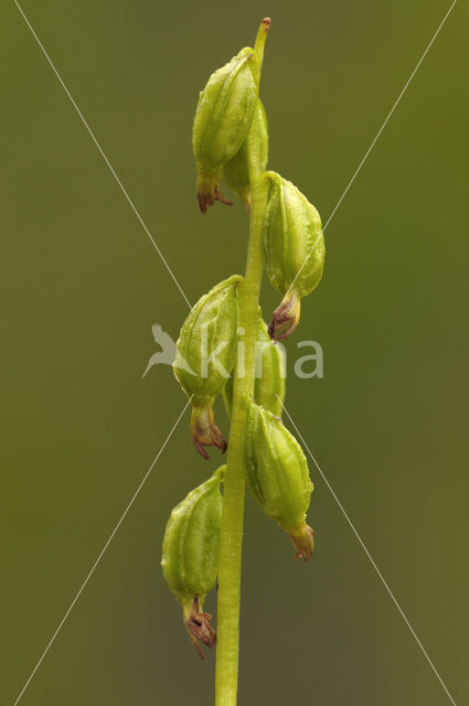 Koraalwortel (Corallorhiza trifida)