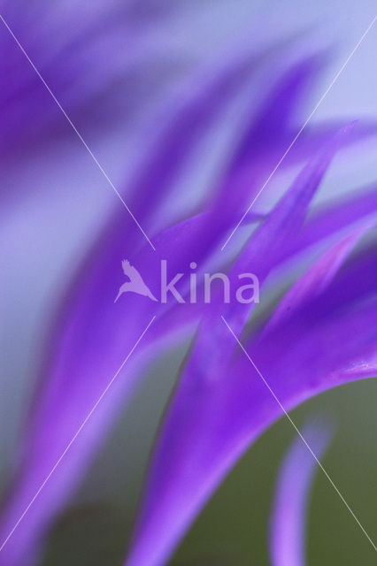 Korenbloem (Centaurea cyanus)