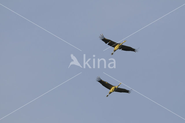 Kraanvogel (Grus grus)