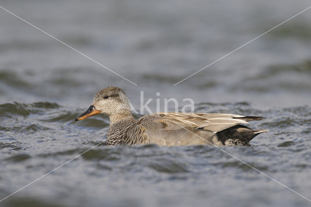 Krakeend (Anas strepera)