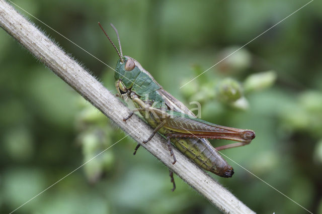 Meadow Grasshopper (Chorthippus parallelus)