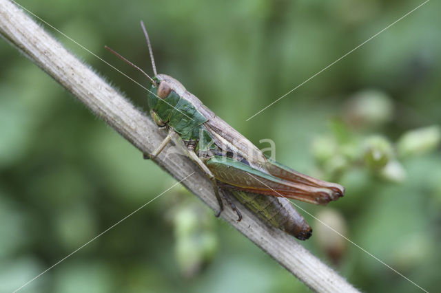 Meadow Grasshopper (Chorthippus parallelus)