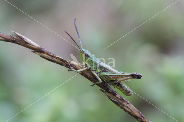 Krasser (Chorthippus parallelus)