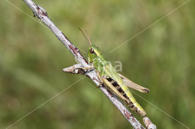 Krasser (Chorthippus parallelus)