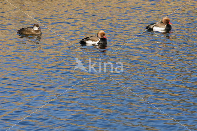 Red-crested Pochard (Netta rufina)