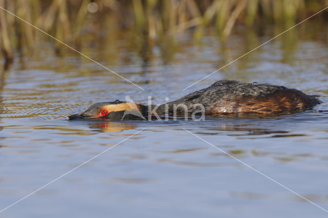 Kuifduiker (Podiceps auritus)