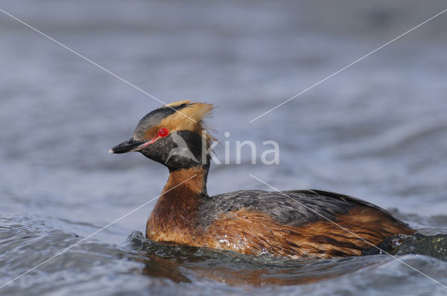 Kuifduiker (Podiceps auritus)