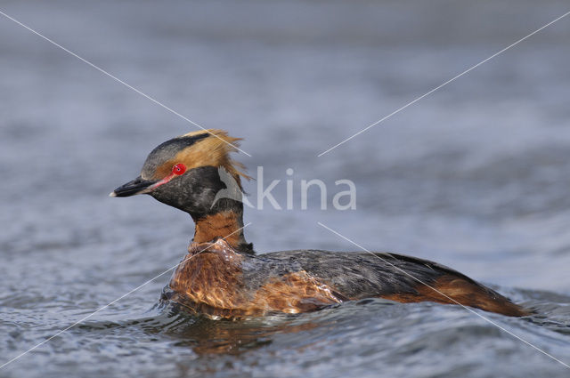 Kuifduiker (Podiceps auritus)