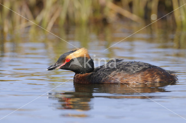 Kuifduiker (Podiceps auritus)