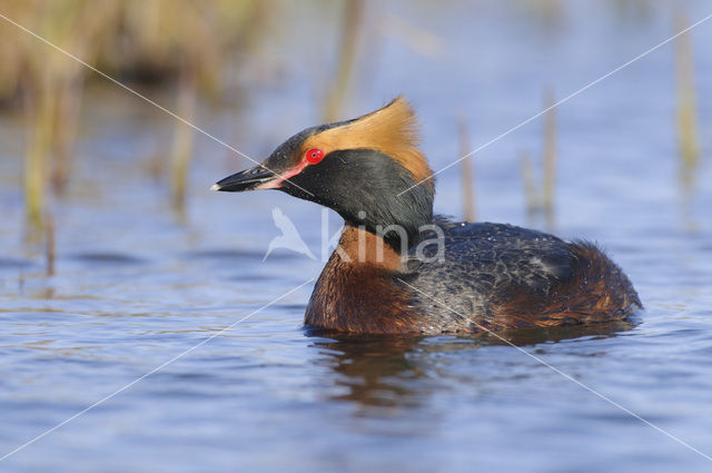 Kuifduiker (Podiceps auritus)