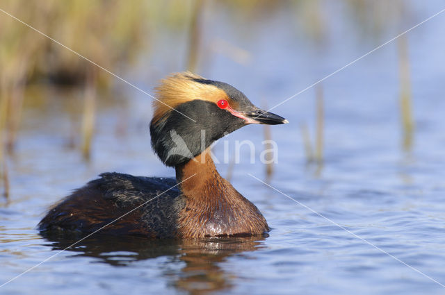 Kuifduiker (Podiceps auritus)