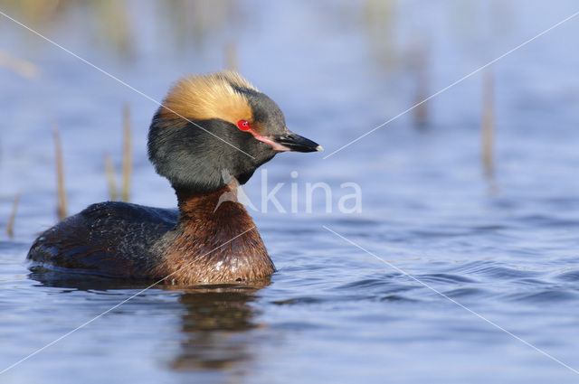 Slavonian Grebe (Podiceps auritus)