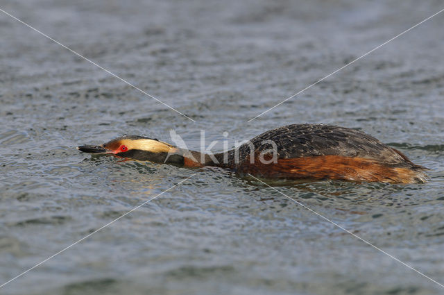 Kuifduiker (Podiceps auritus)