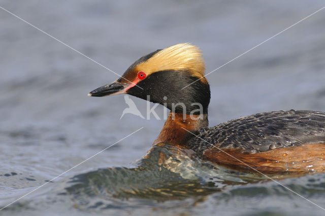 Kuifduiker (Podiceps auritus)