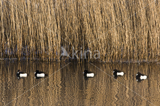 Tufted Duck (Aythya fuligula)