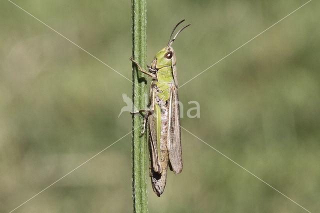 Lesser Marsh Grasshopper (Chorthippus albomarginatus)